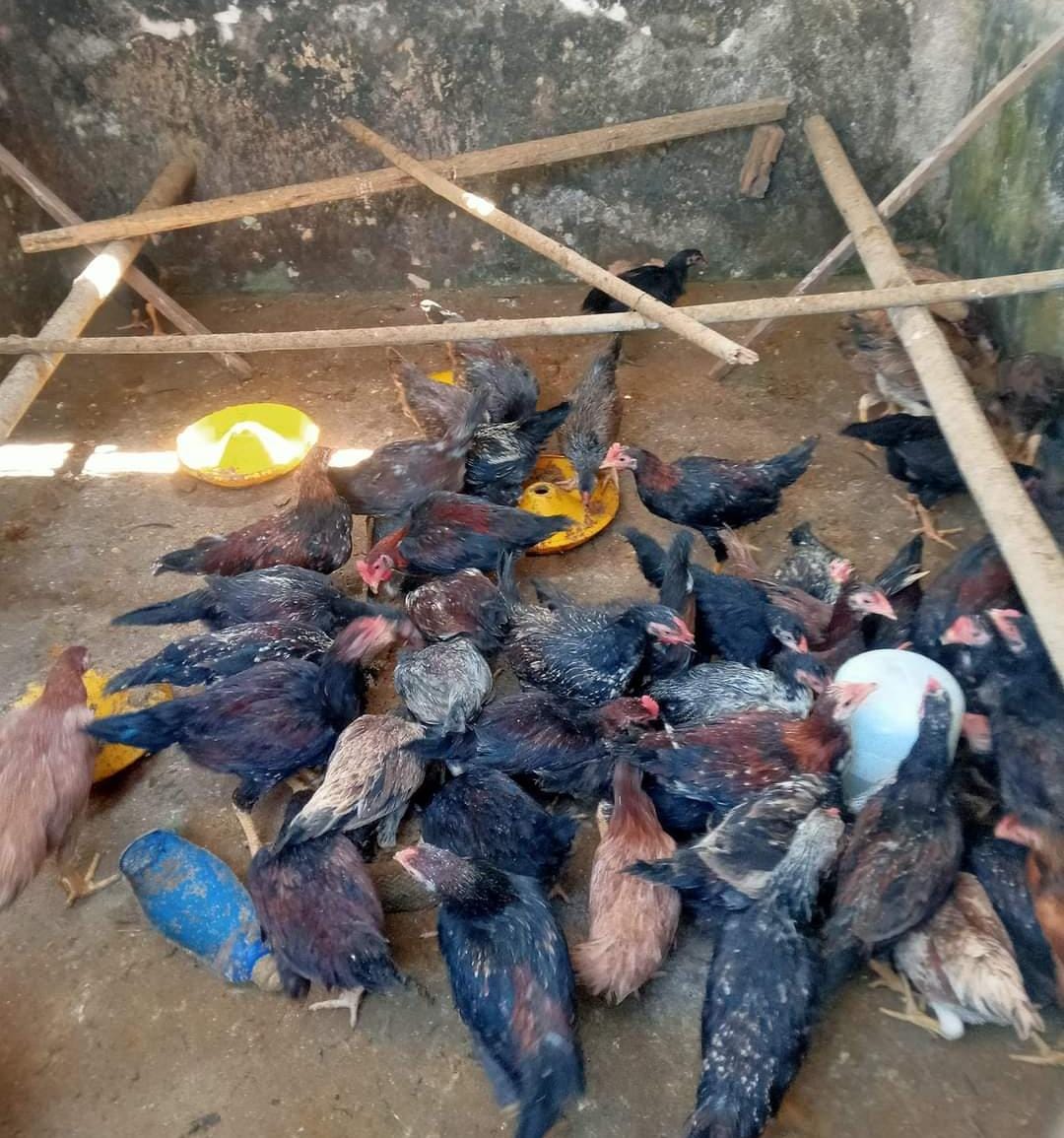 Ternak Ayam