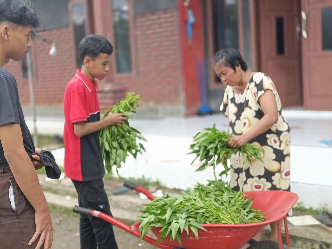 Tanaman Kangkung