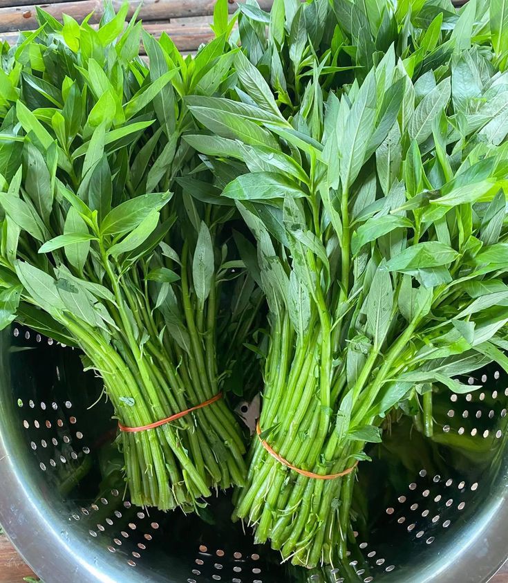 Tanaman Kangkung