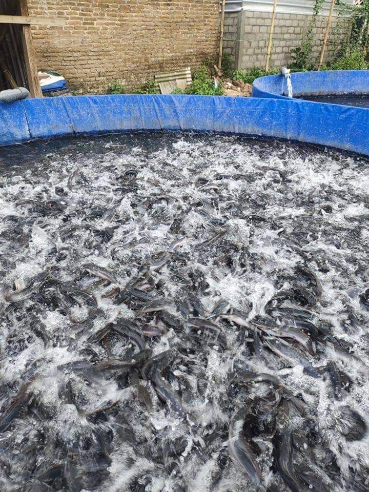 Budidaya Ikan