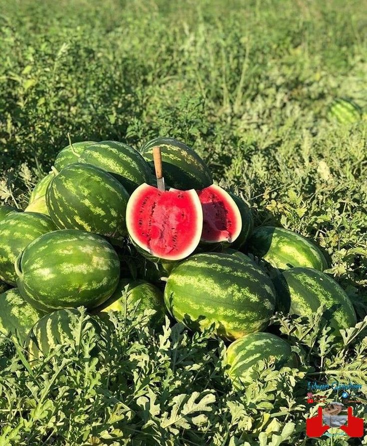 Buah Semangka